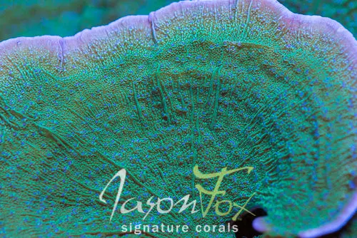 Jason Fox Blue Flower Montipora Cap 1