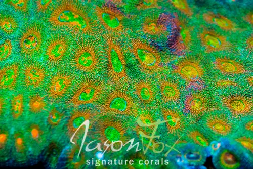 Jason Fox Split Personality Acan Echinata 1