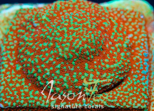 Jason Fox Grinch Montipora 1