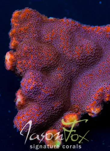 Gb Mango Pie Montipora 1