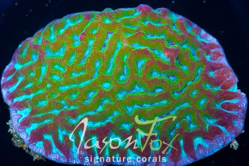 Jason Fox Nuclear Spill Maze Brain 1