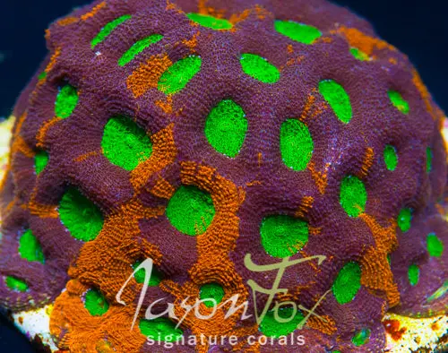Wwc Mango Tango Acan Echinata 1