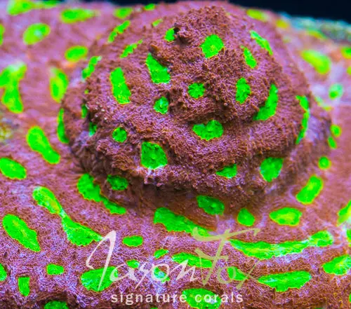 Jason Fox Evil Eye Acan Echinata 1