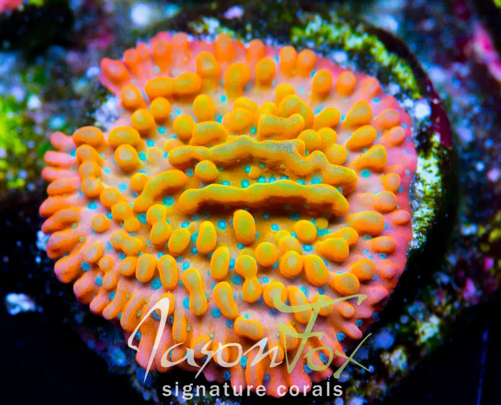 Jason Fox Vino Montipora 1
