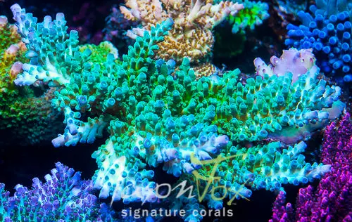 Jason Fox Frankies Sky High Stag Acropora 1