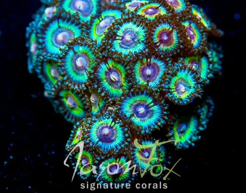 Sonic Flare Zoanthids 1