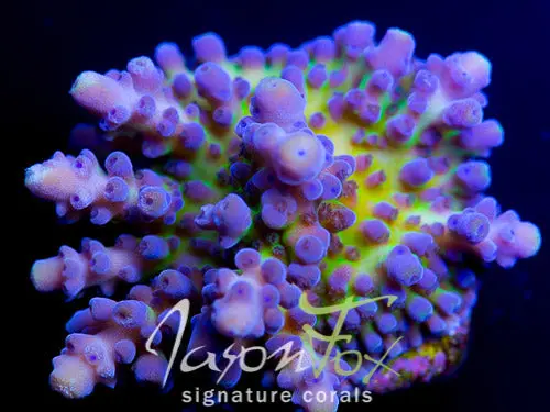 Jason Fox Frankie's Kryptonite Acro 1