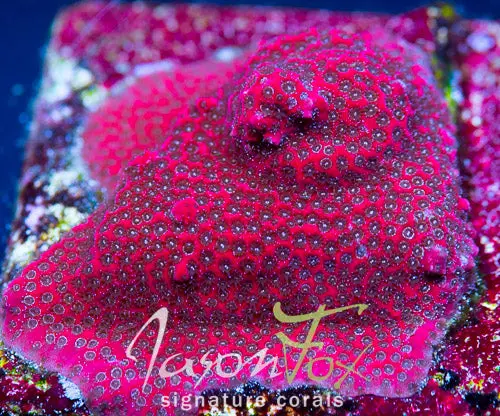 Darth Maul Porites 1