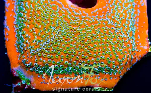 Jason  Fox Frankie's Frankenberry Montipora 1