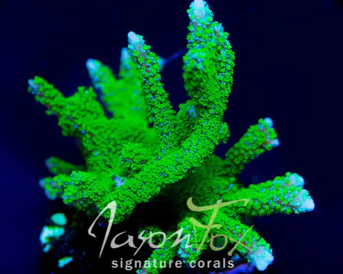 Jason Fox Purple Tide Montipora Digi 1