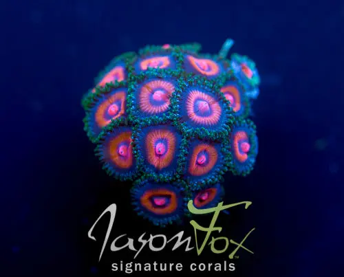 Jason Fox Punch Drunk Zoas 1