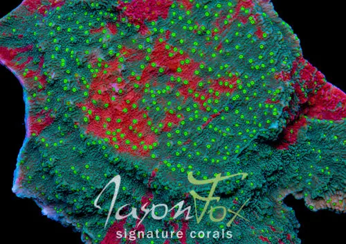 Jason Fox Grafted Sun Montipora Cap 1
