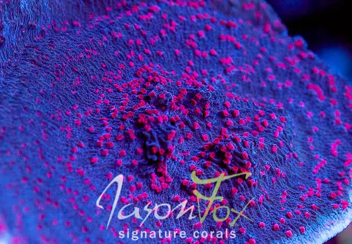 Rrc Red Roses Montipora Cap 1