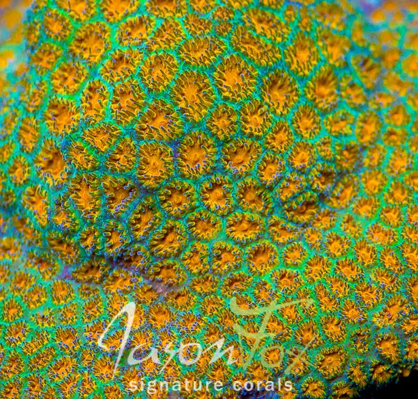 Jason Fox John Deere Leptastrea ( Limit 1 - Must Buy Another Coral From The Website To Get The $9.99 Deal ) 1