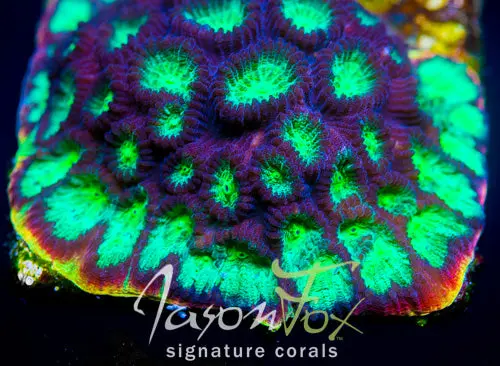 Jason Fox Psycho Rainbow Rim Favia 1