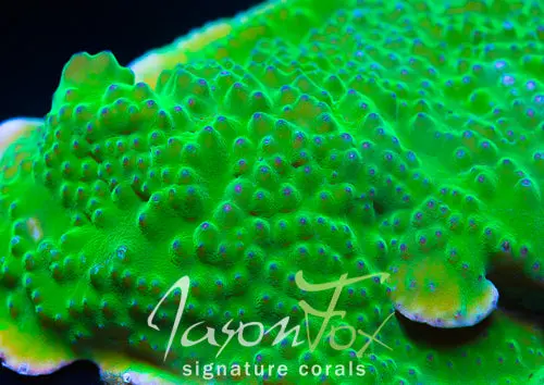 Jason Fox Purple Polyp Scroll 1
