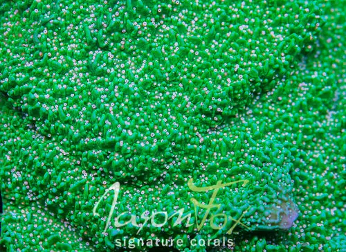 Jason Fox Green Eggs And Ham Montipora Cap 1
