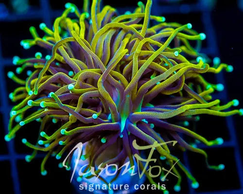 Jason Fox Super Bright Orange Torch 1
