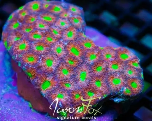 Jason Fox Alien Nation Echinata 1