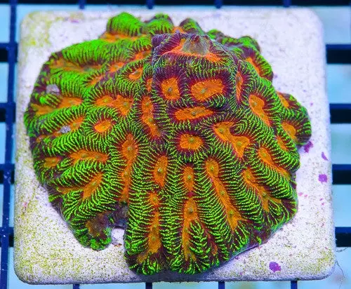 Jason Fox Mumbo Jumbo Goniastrea 1