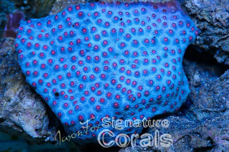 Jason Fox B'dazzled Cyphastrea 1
