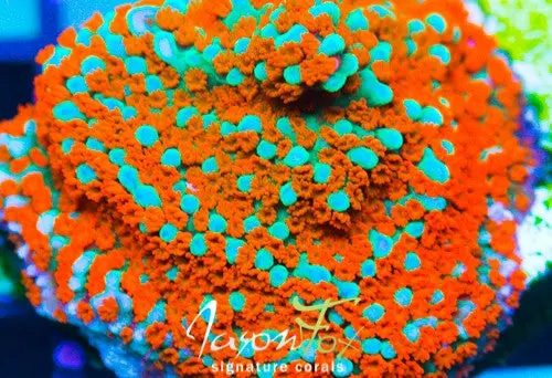 Jason Fox Aquaman Montipora 1
