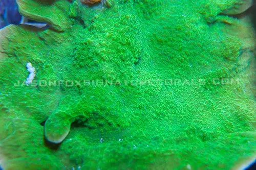Green Montipora Cap 1