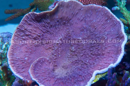 Purple Montipora Cap 1