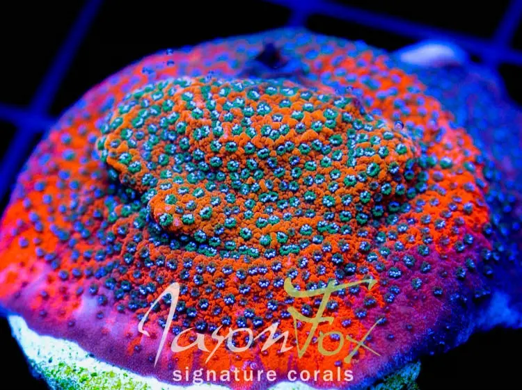 Jason Fox  Razor Back Montipora 1