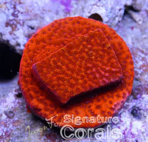 Jason Fox Marmalade Montipora 1