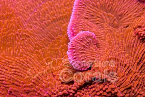 Jason Fox Slow Burn Montipora 1