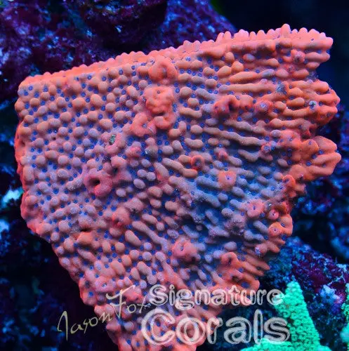 Jason Fox Speed Bomb Montipora 1