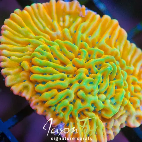 Wwc Kung Pao Montipora 1