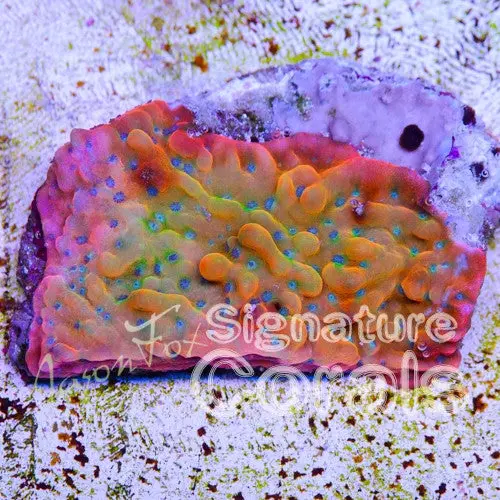 Jason Fox Beach Bum Montipora 1