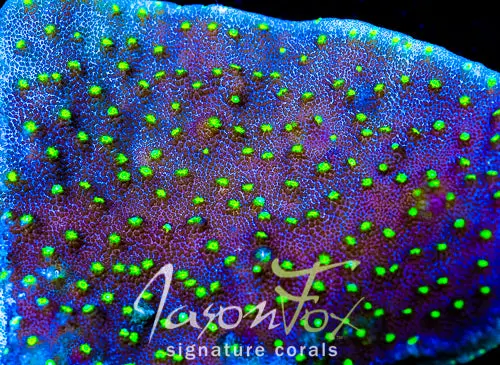 Jason Fox Star Bright Astreopora 1