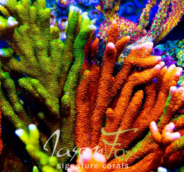 Wwc Contraband Montipora Digi 1