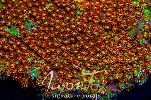 Jason Fox Kaleidoscope Goniopora 1