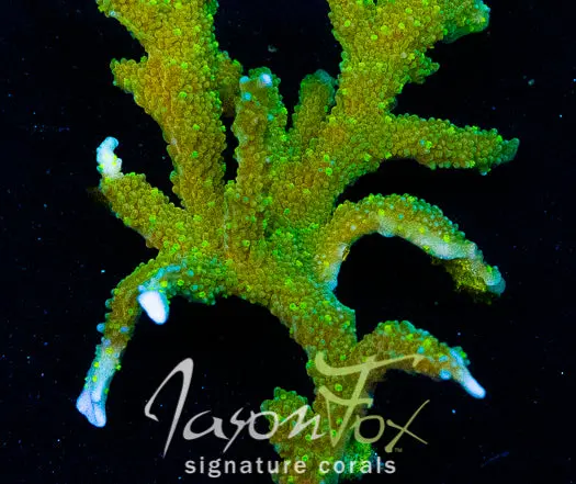 Jason Fox Green Light Montipora Hirsuta 1