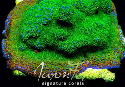 Jason Fox Rainbow Montipora 1