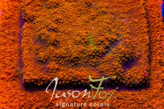 Jason Fox Frankies Outrageous Orange 1