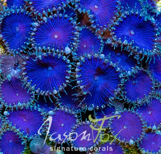 Jason Fox Deep Blue Palys 1