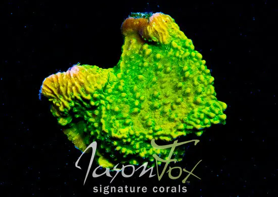 Jason Fox Pink Illusion Montipora Cap 1