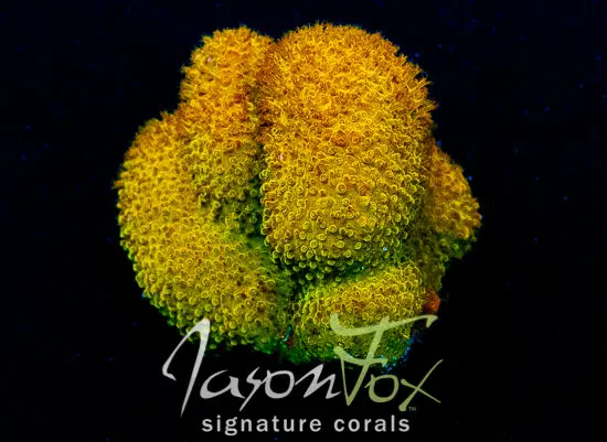 Gb Rapunzel Stylocoeniella 1