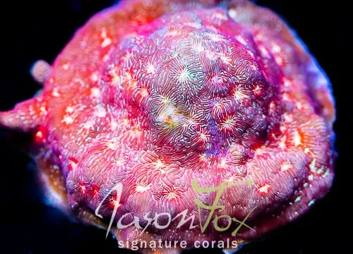 Jason Fox Lunar Leptoseris 1
