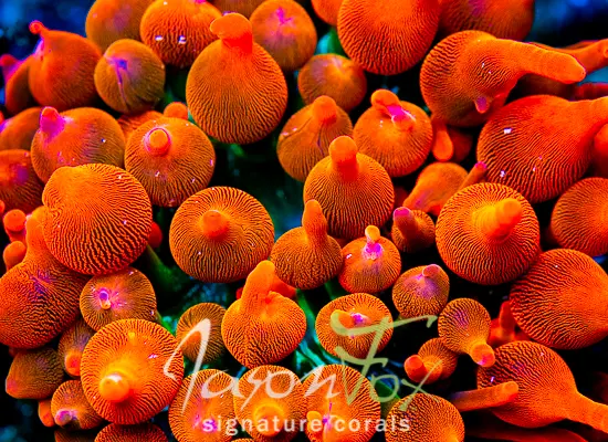 Jason Fox Screemin' Demon Bubble Tip Anemone 1