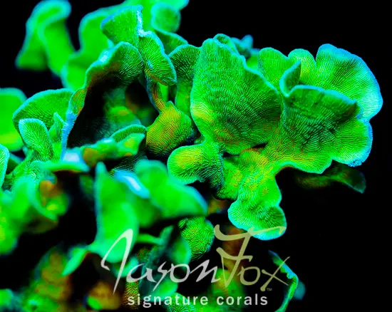 Jason Fox Jungle Gym Branching Leptoseris 1