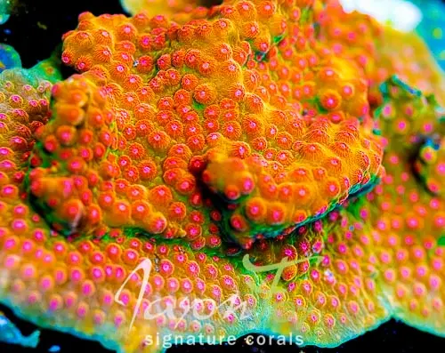 Jason Fox Spellbound Cyphastrea 1