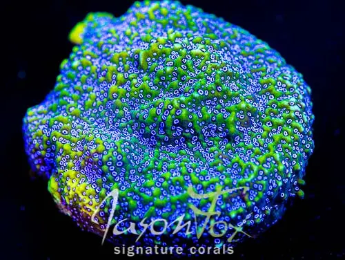 Jason Fox Gaudy Green Montipora 1