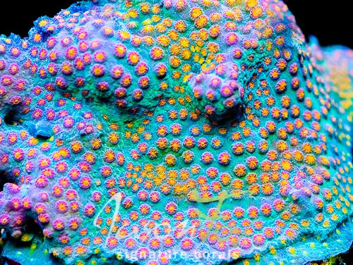 Jason Fox Buzz Kill Cyphastrea 1