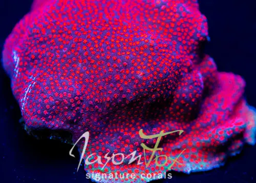 Jason Fox  Collision Course Porites 1